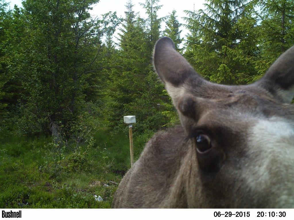 PICT0235 - Kopi