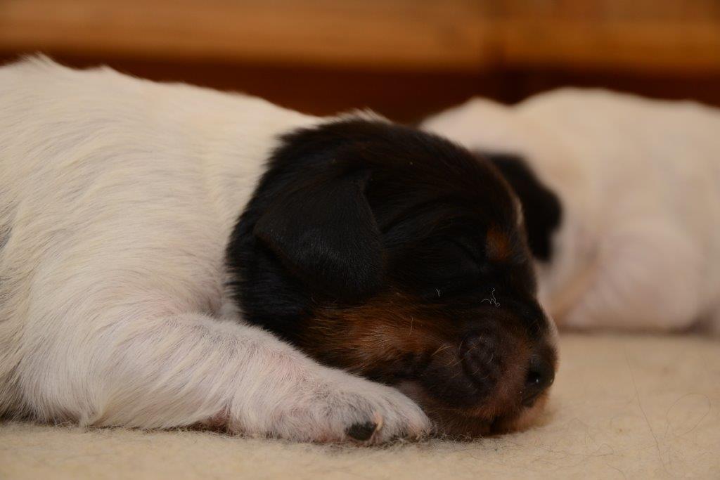 DSC_2011