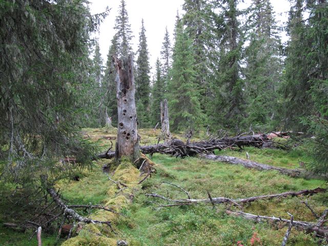 Trollskog